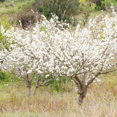 WILD PLUM TREE LIVE PLANT 24+ INCHES 'Prunus americana' SET OF 2