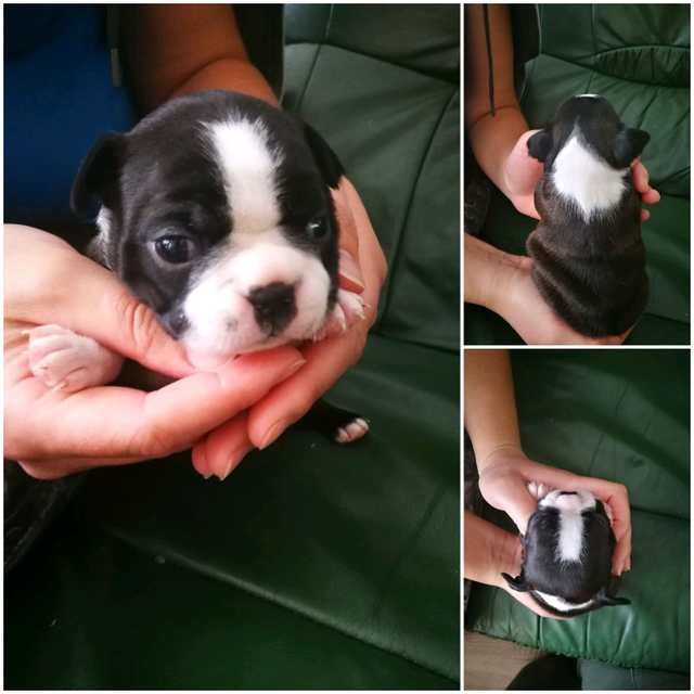 Boston Terrier In Peterborough Cambridgeshire Gumtree