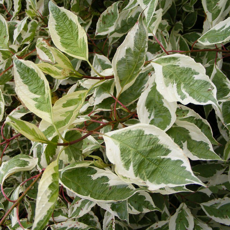 Cornus Alba 'Elegantissima' - Cornouiller Blanc PanachÃ© Ã  Bois Rouge