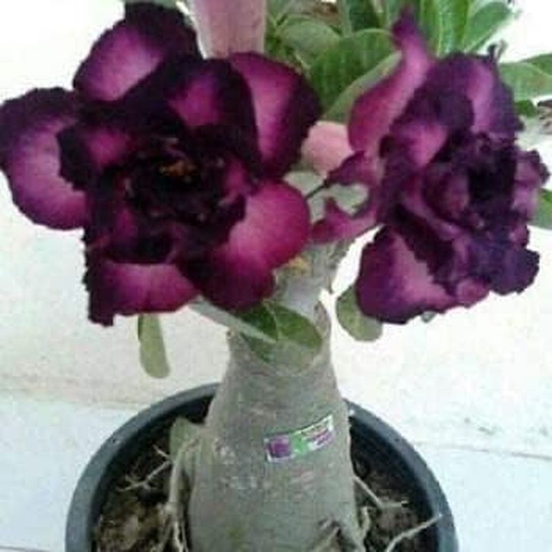 Thronesfarm 4 Purple Black Desert Rose Adenium Flowers  Flower Perennial