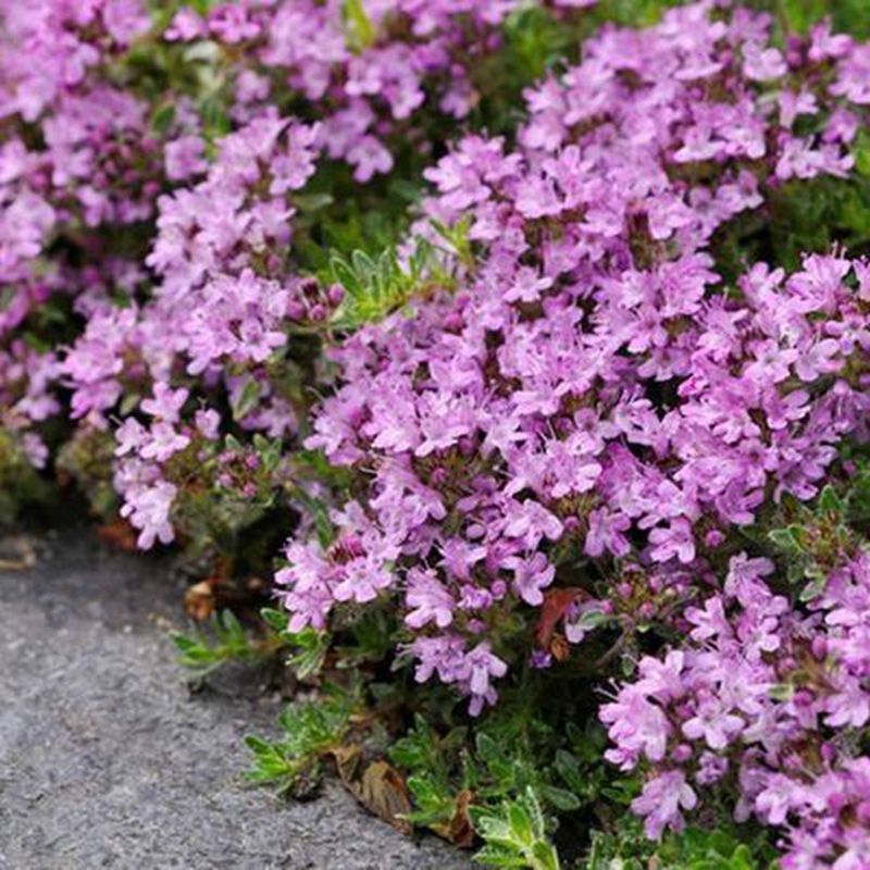 Thyme  089836660343-frontier-coop-