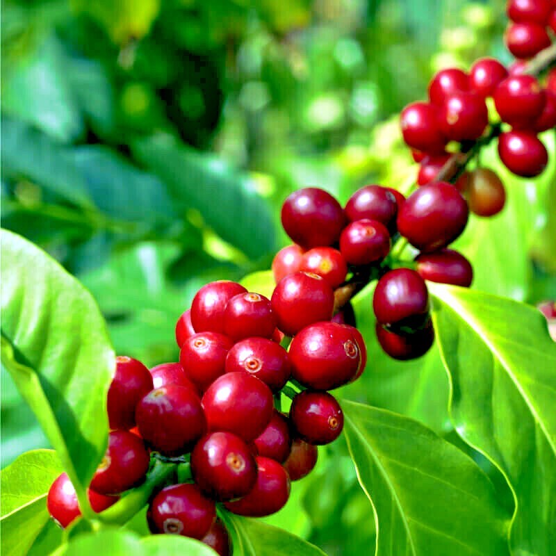 10 Coffea arabica Seeds Tropical EXOTIC Coffee Bean Indoor House Plant Tree RARE