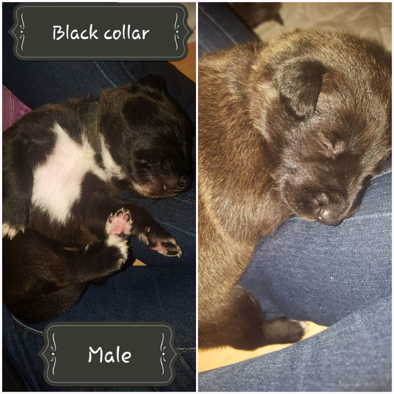 Lurcher puppies | in Plymouth, Devon | Gumtree