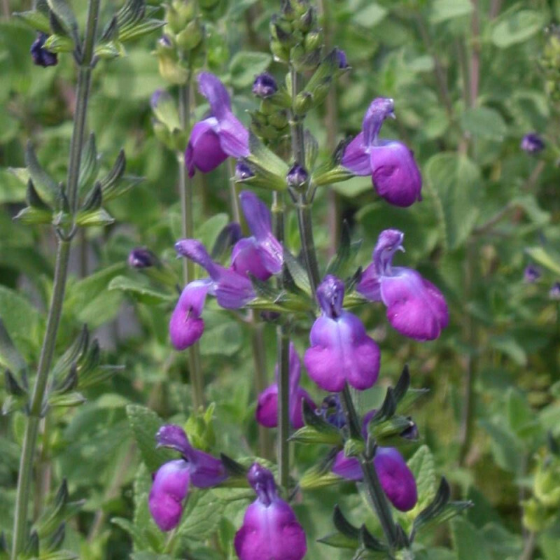 Sauge D'Automne Mirage™ Violet-Violette-Arbustif