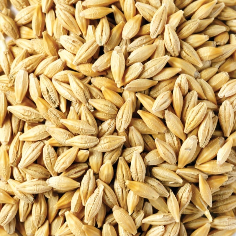 Barley Seed Catgrass Sprouting Grain Fodder Cover Crop Livestock Feed NON-GMO
