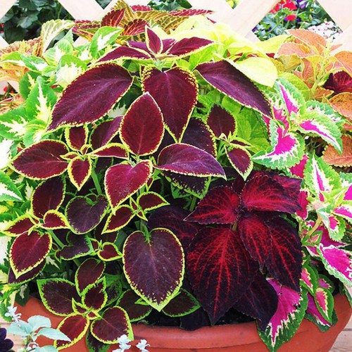 50pcs Perilla Seeds Colorful Flowers Plants Family Gardens