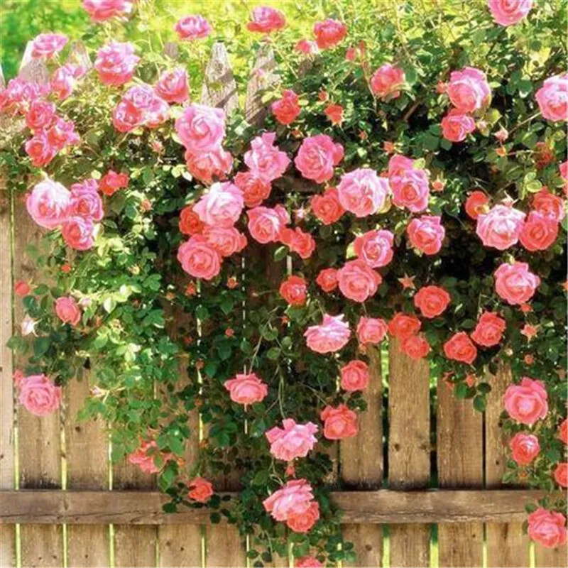 25 CLIMBING ROSE SEEDS Garden Plant Flower rare exotic USA seller FREE shipping - Picture 5 of 12