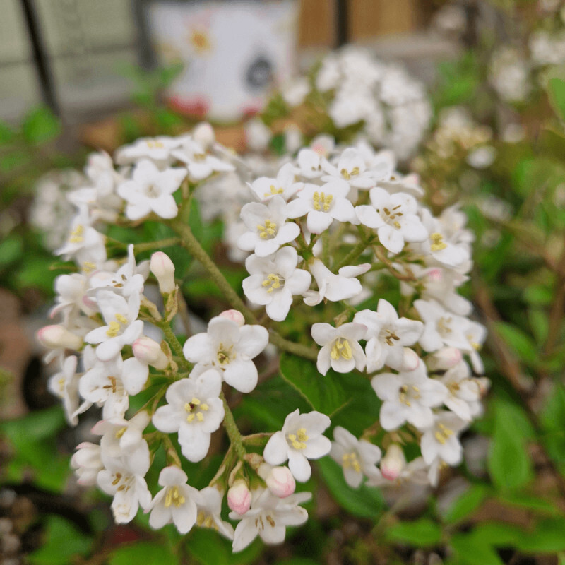 Viorne De Burkwood-Blanche-Arbustif