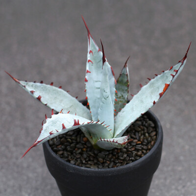 6CM Agave Sp.Kutsugen-no-Maiougi Succulent Agave Live Plant Beautiful Plant