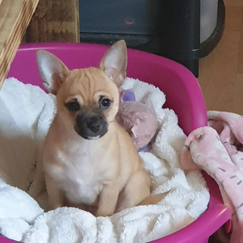 Male Chihuahua Brown Short Hair In Thornton Cleveleys