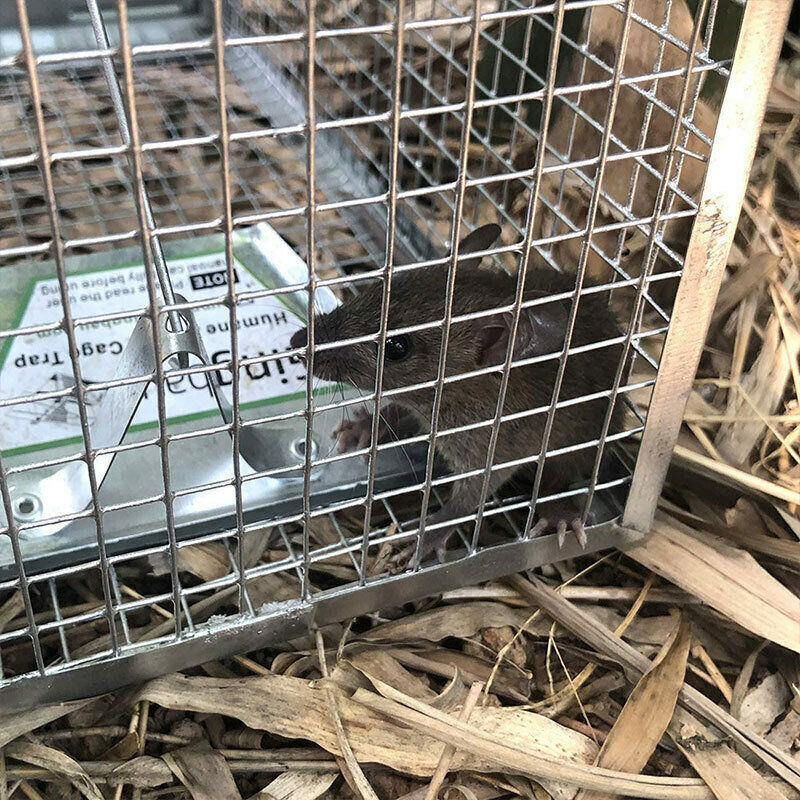 USA Mouse Trap Rat Trap Rodent Trap Live Catch Cages - Easy to Set Up and Reuse