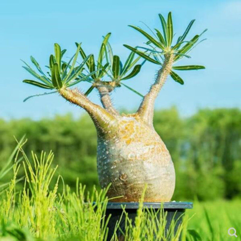 【新品未開封】VCD Pachypodium Gracilius Pachypodium gracilius for sale by Little One Plant Nursery