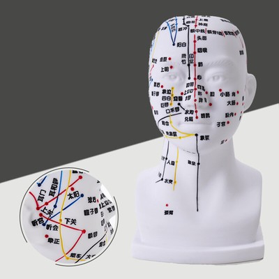 Human Head and Facial Acupoint Model Massage Head Teaching Studying Display