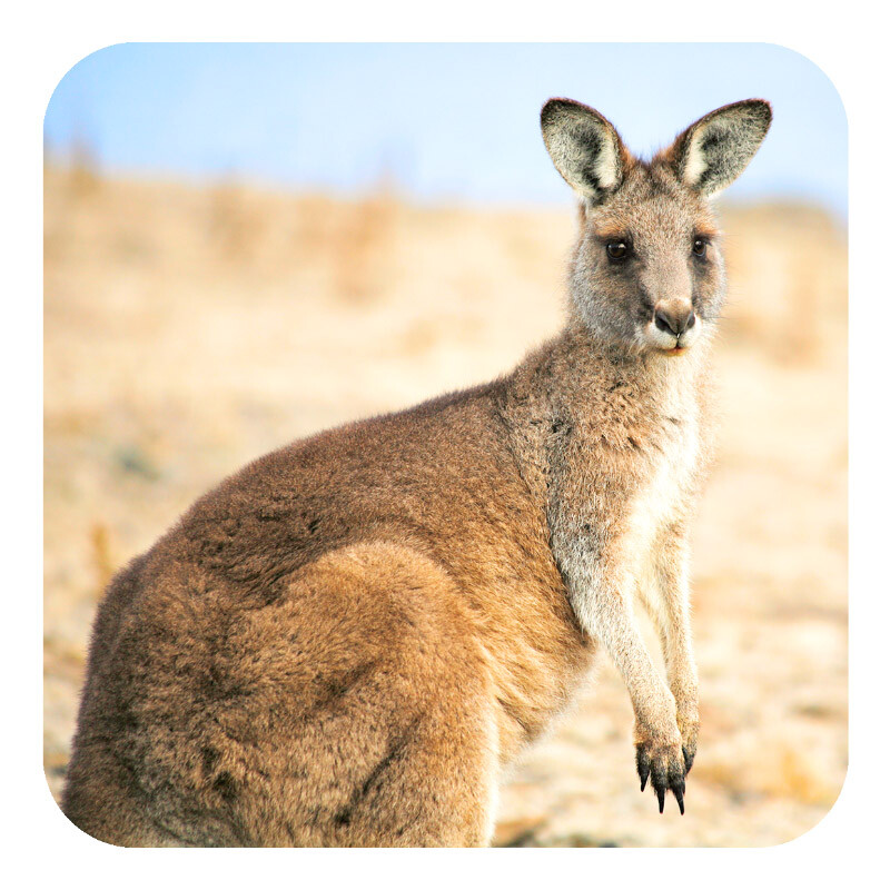 Forester Kangaroo Drink Coaster (with cork backing) photographed in Tasmania