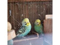 Bird Budgies for sale