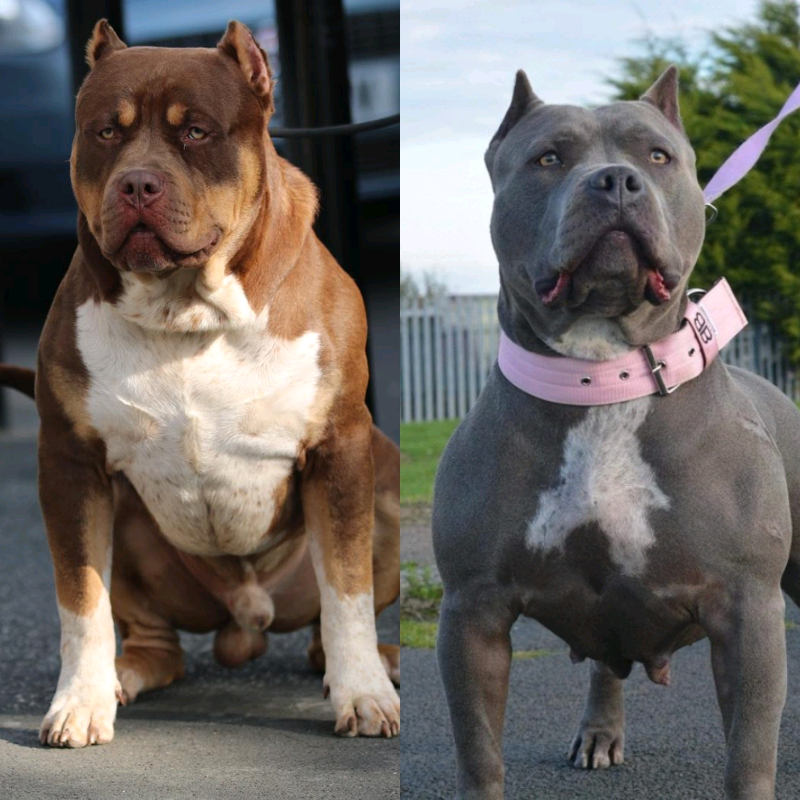Xl American bully puppies in Seaham, County Durham Gumtree
