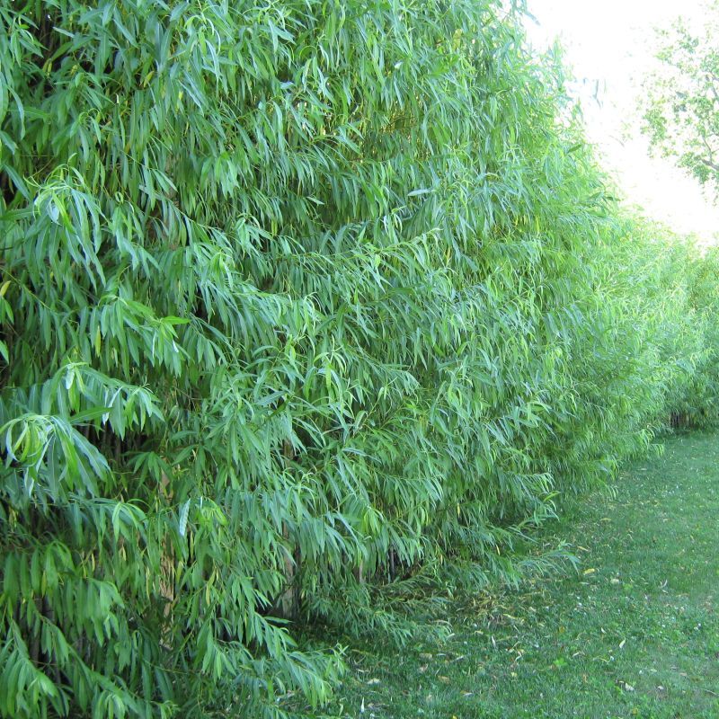 3 Willow Tree Bundle - 3 Different Willow Genu -  Weeping, Austree, Corkscrew