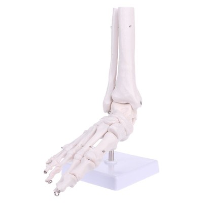 Life size Foot Ankle Joint Anatomical Skeleton Model Medical Display Study Tool
