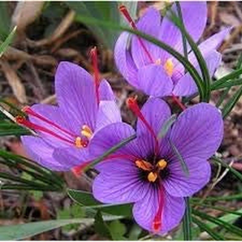 100 Saffron Plant Seeds