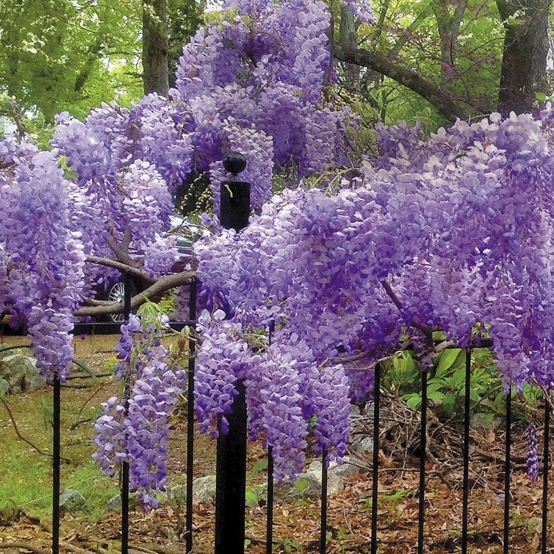 Stunning Live Chinese Blue Weeping  Wisteria Tree ** 4