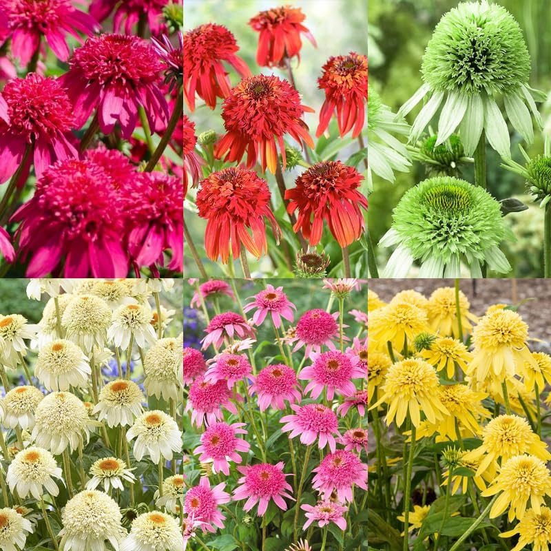 1000+ Double Echinacea Coneflower Seeds for Planting -Perennial Cone Flower Seed