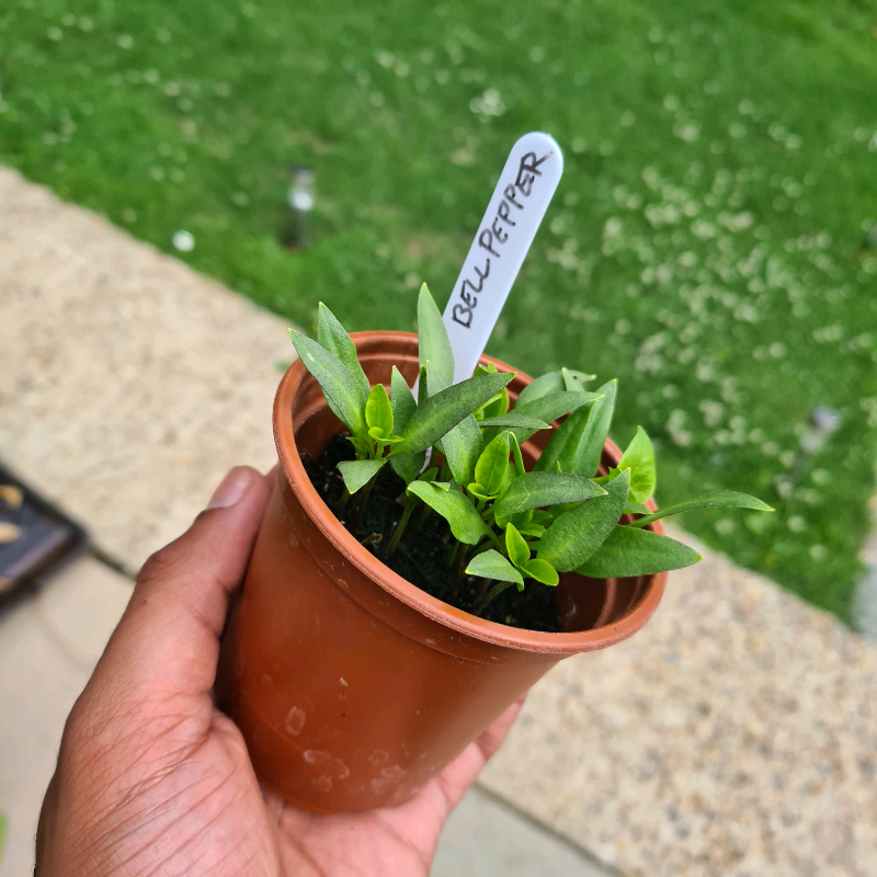 Bell Pepper plants for sale in Northolt, London Gumtree