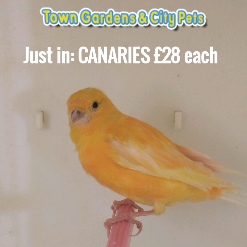 Canaries / Star Finches / Budgies / Zebra Finches for sale | in Hull
