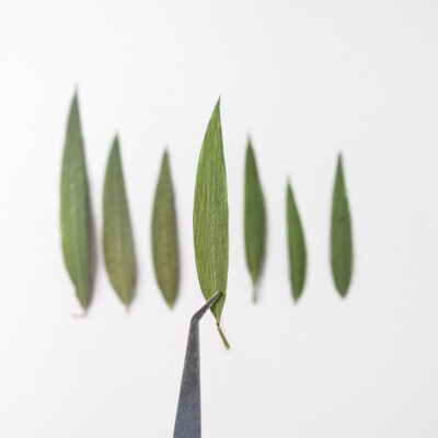 12PCS real Pressed dry Bamboo leaves, Floral supply for art craft FSS18