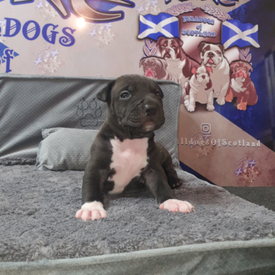 Ready Now Rare F1 Toy Labradoodle Puppies In Sheerness Kent Gumtree