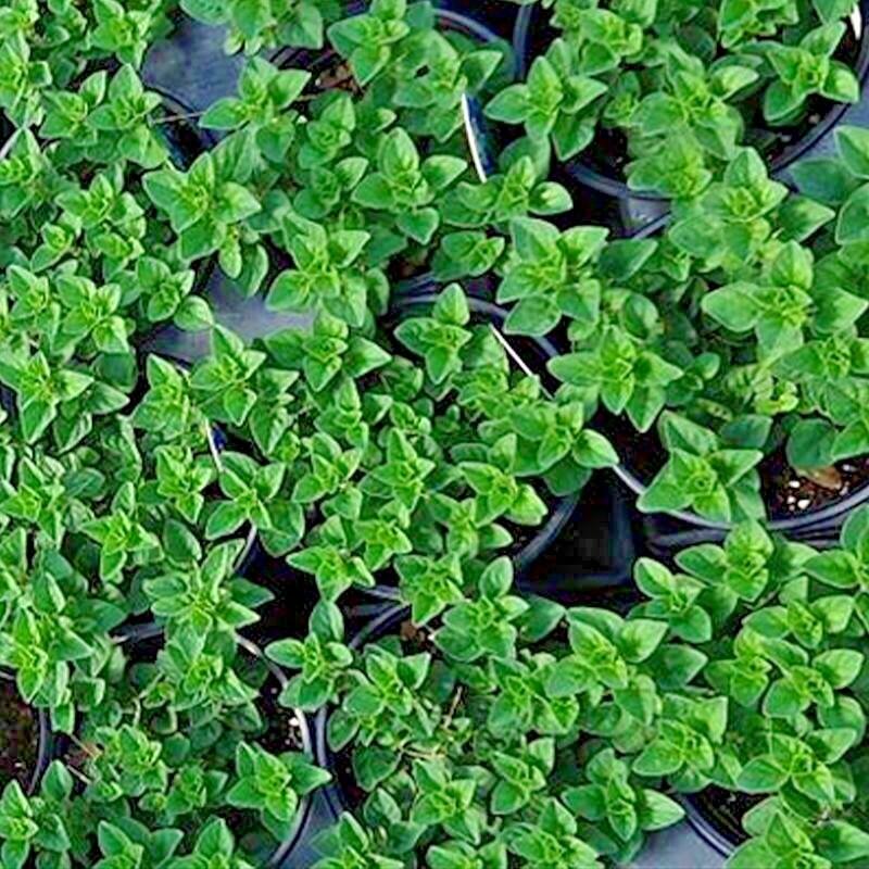 2000+ OREGANO SEEDS HERB PERENNIAL GREENS GREEK FRESH MEDICINAL NON-GMO HEIRLOOM