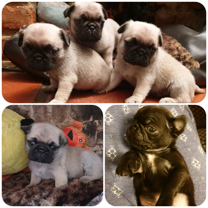 Stunning pug puppies for sale in Bungay, Norfolk Gumtree