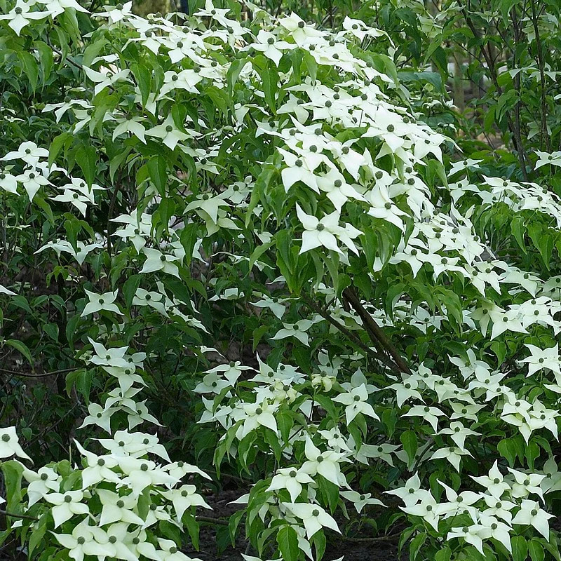 Cornus Kousa 'Chinensis' - Cornouiller De Chine Ã  Fleurs Blanches