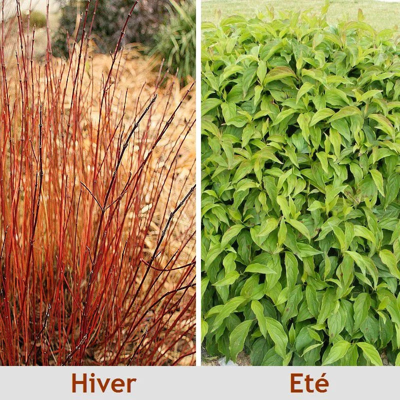 Cornus Sericea 'Kelsey' - Cornouiller Nain Ã  Bois Rouge