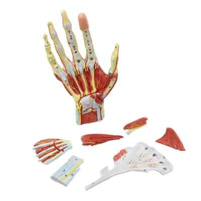 Human Hand Skeleton Anatomy Model Muscle Ligament Nerve Blood Vessel Science