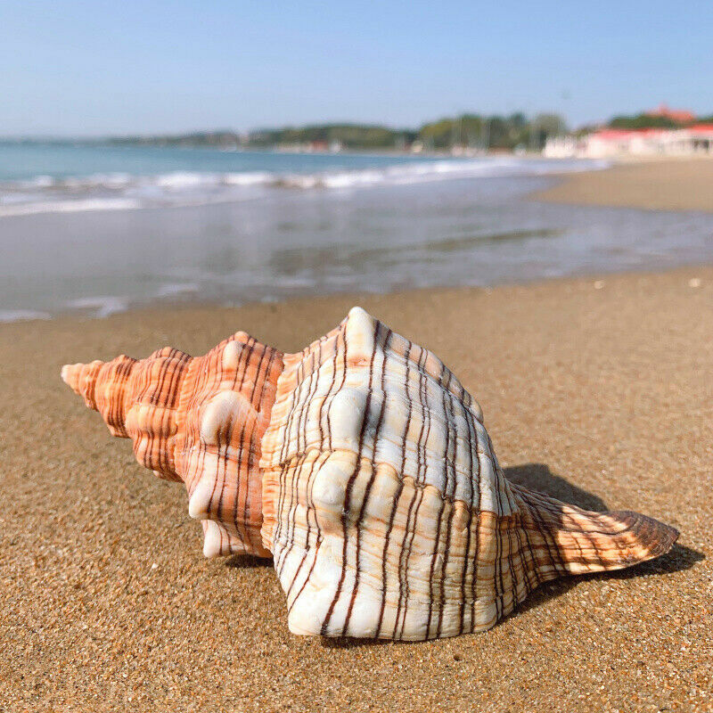 trapezium-horse-conch-natural-shell-sea-conch-fish-tank-aquarium-home-decor