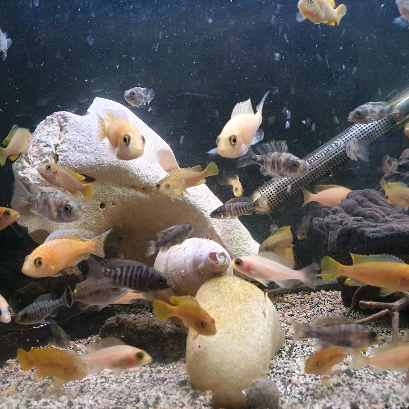 Malawi Fish in Inverurie, Aberdeenshire Gumtree