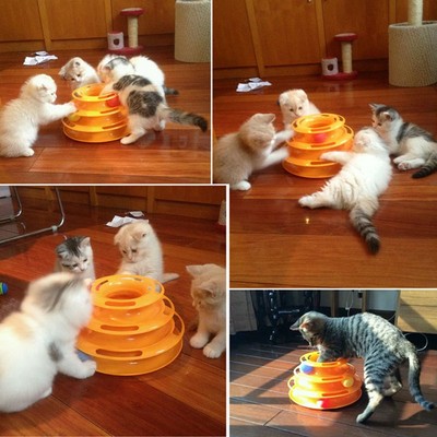 US Pet Amusement Plate Trilaminar Toy Cat Kitty Crazy Ball Disk Interactive Toys