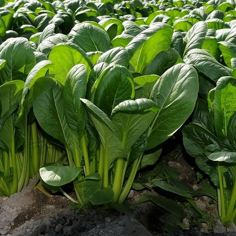 Atlas Vegetable Seeds Survival Garden Kit - Over 50,000 Seeds, 29 Varieties