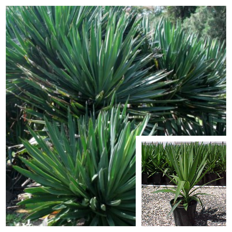 Le Yucca’s $_57.PNG?set_id=880000500F