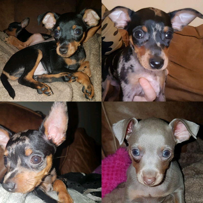 miniature pinschers boys ready now in Sudbury, Suffolk Gumtree