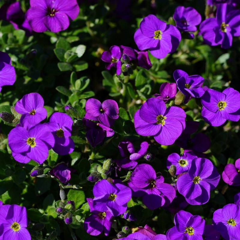 AubriÃ¨Te Blaumeise-Bleue-Arbustif