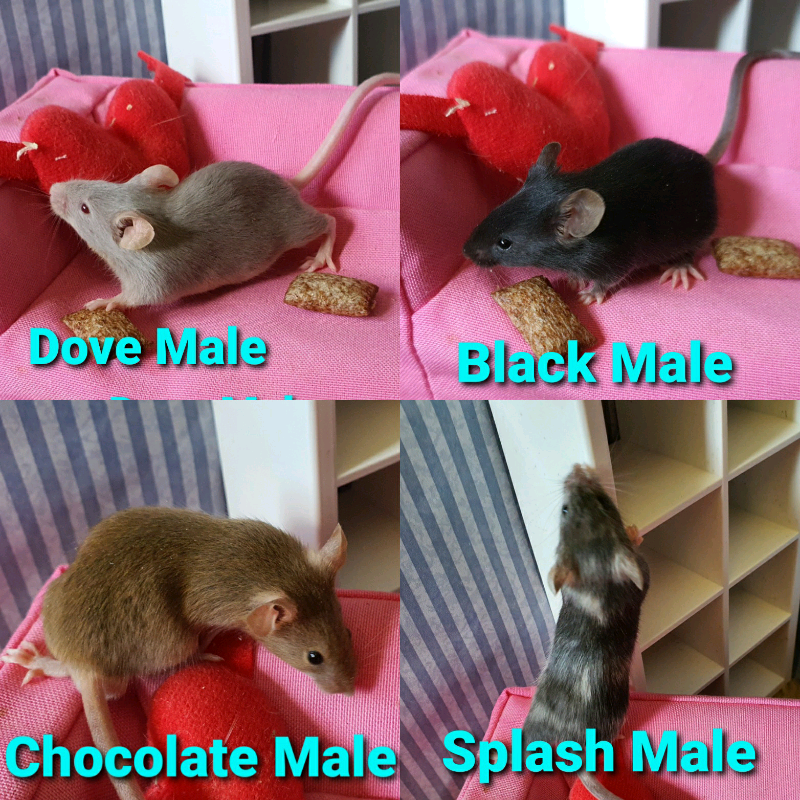 Fancy Mice in Doagh, County Antrim Gumtree