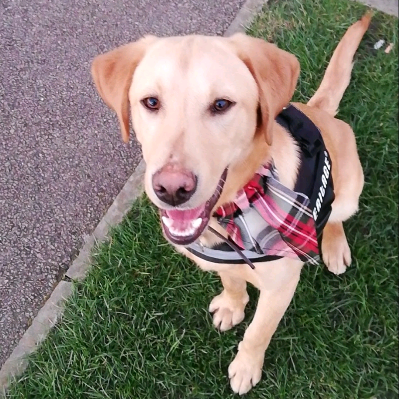 Fox red labrador for rehoming 10 months | in Long Eaton
