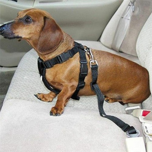 Best Dog Seat Belt >> Details About Best Adjustable Harness Lead Pet Safety Belt Car Vehicle Strap Cat Dog Seat Belt Best Dog Seat Belt >> Details About Best Adjustable Harness Lead Pet Safety Belt Car Vehicle Strap Cat Dog Seat Belt