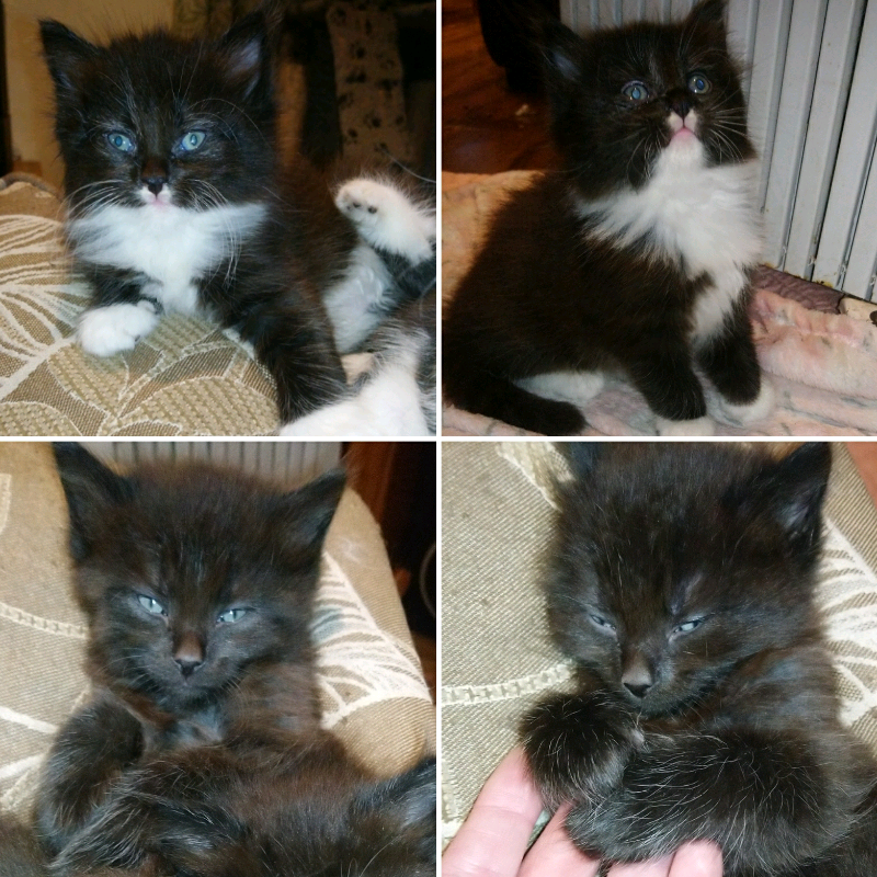 Mainecoon Cross Kittens Ready Soon In New Mills Derbyshire