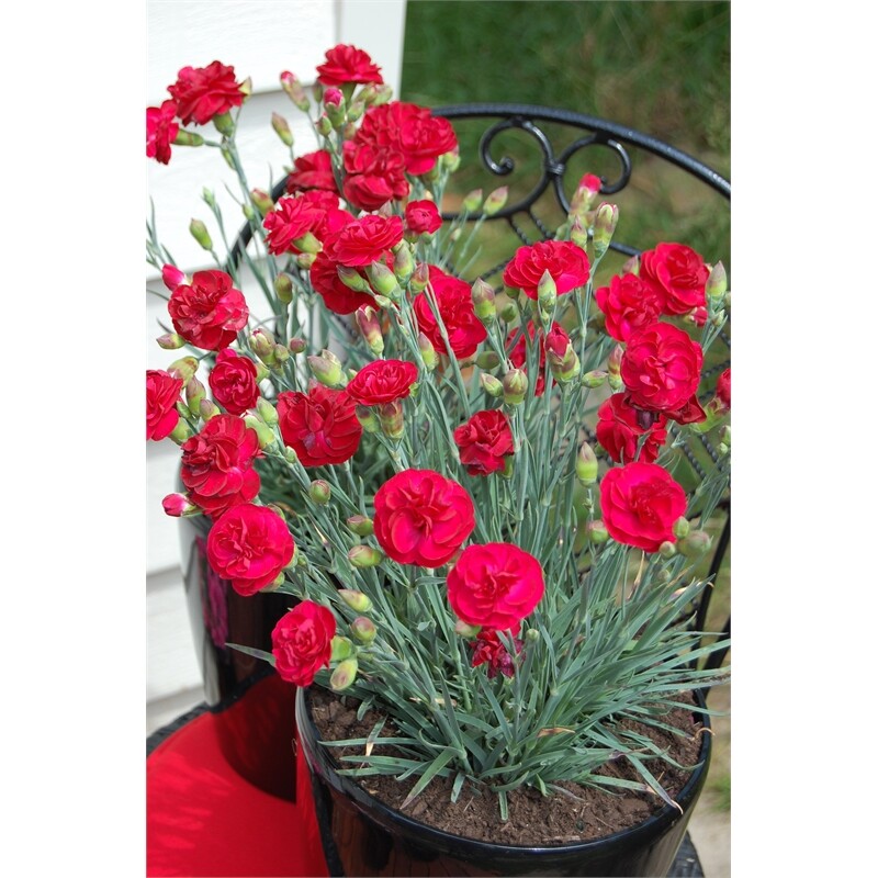 Live Carnation (red) aka Dianthus 'Passion' PP20440 Plant Fit 1 Gallon Pot