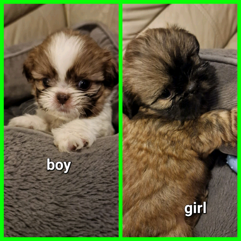 Can You Kc Register A Dog