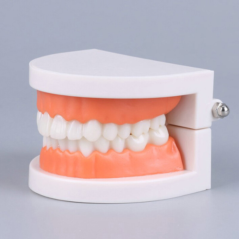 Standard Teeth Model Adult Standard Typodont Demonstration Denture Model Disp-Dt