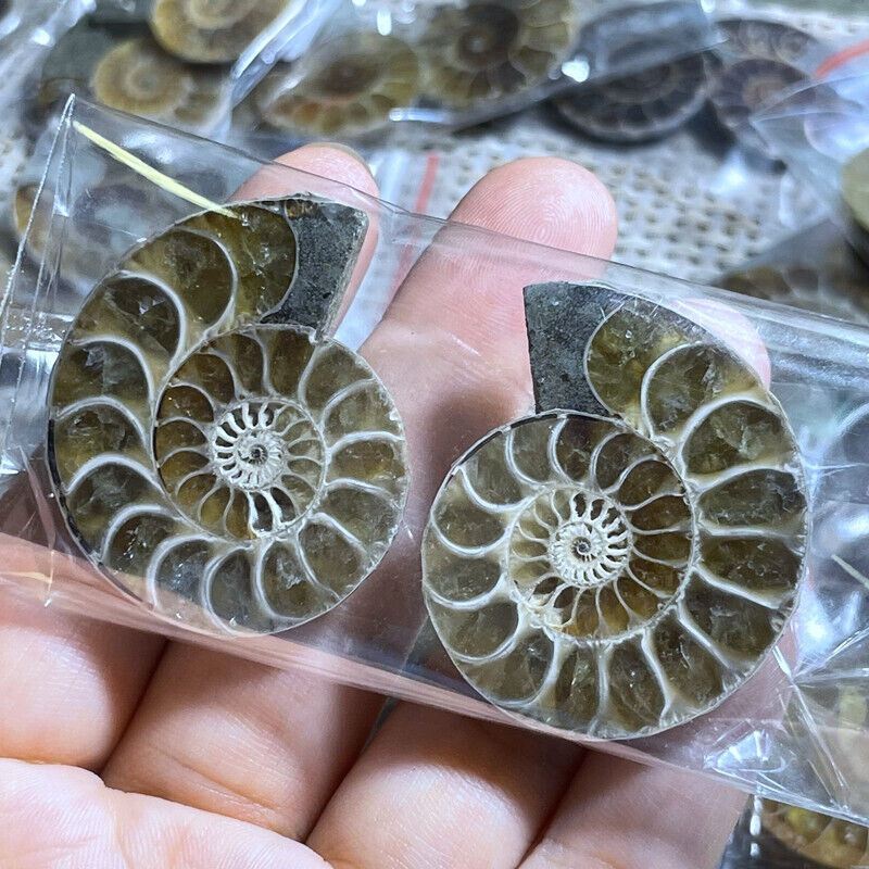 1 Pairs of Split Ammonite crystal Specimen Shell Healing Madagascar  24-35mm