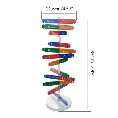 Assembly DNA Model Double Structure for Preschools Toddler Science Kits